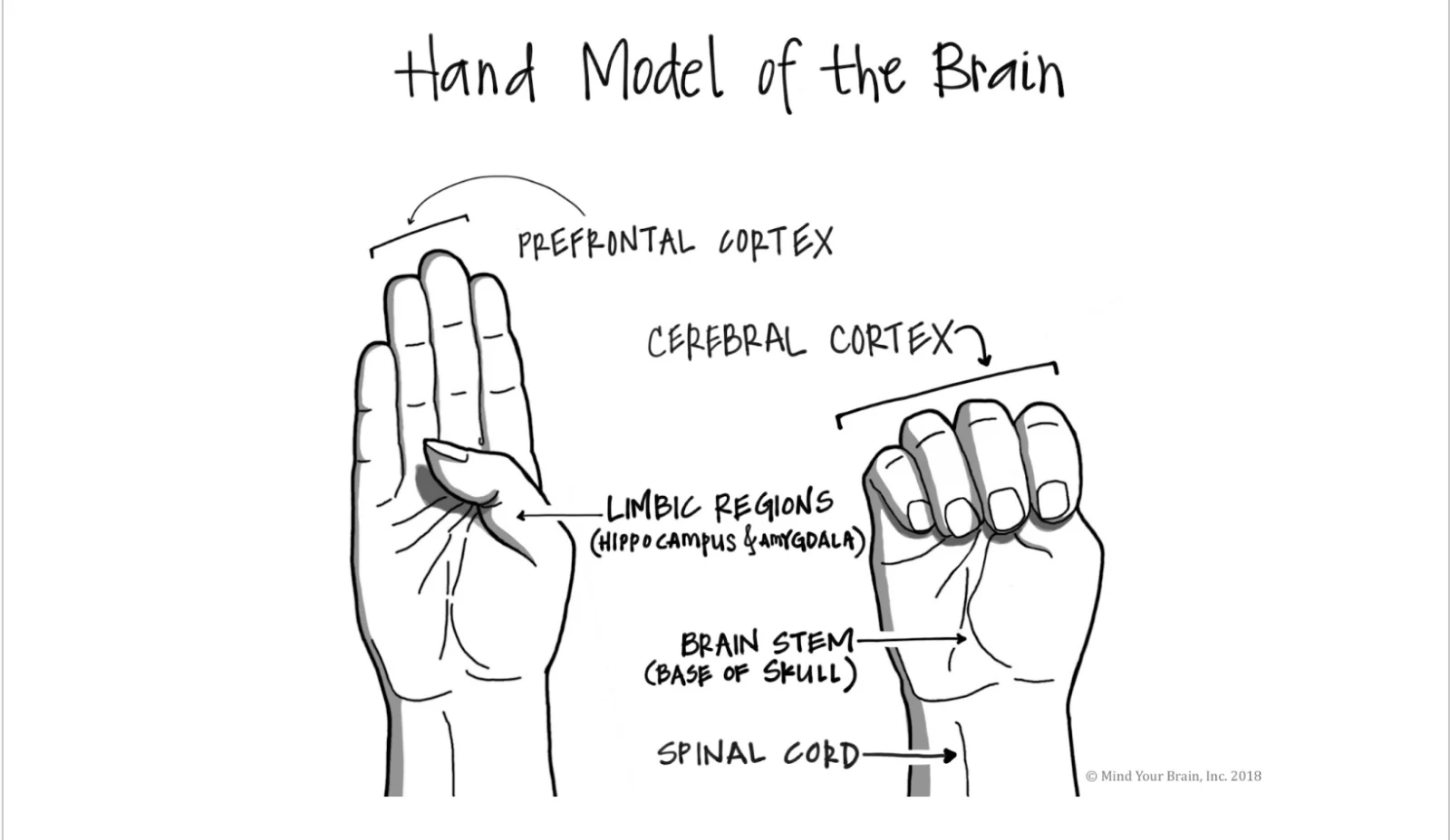 Hand Model of the Brain